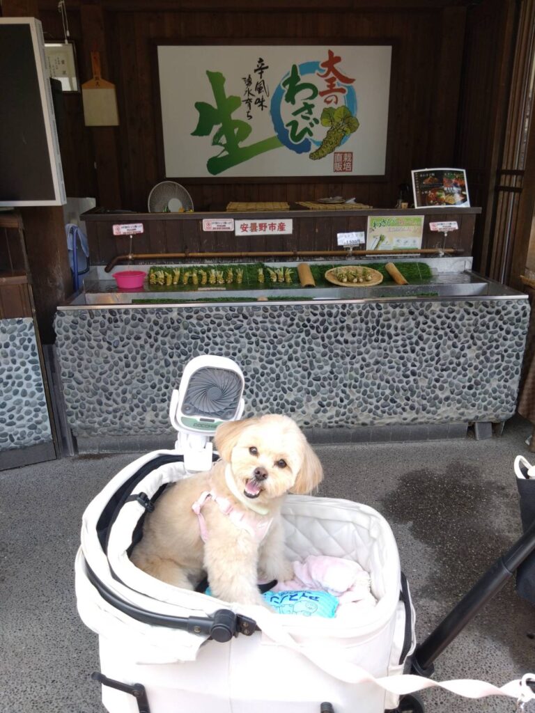 大王わさび農場犬連れ