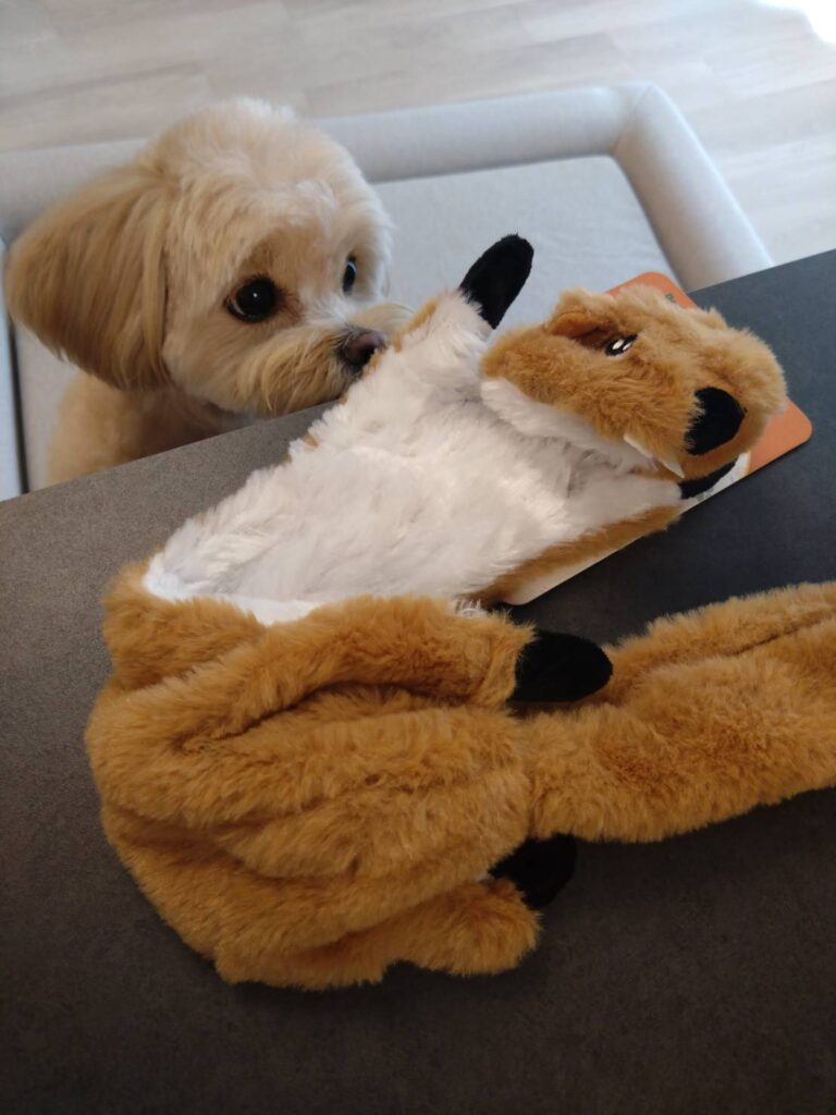 オーストラリア犬土産