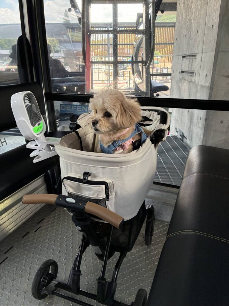白馬岩岳マウンテンリゾートゴンドラリフト犬連れ