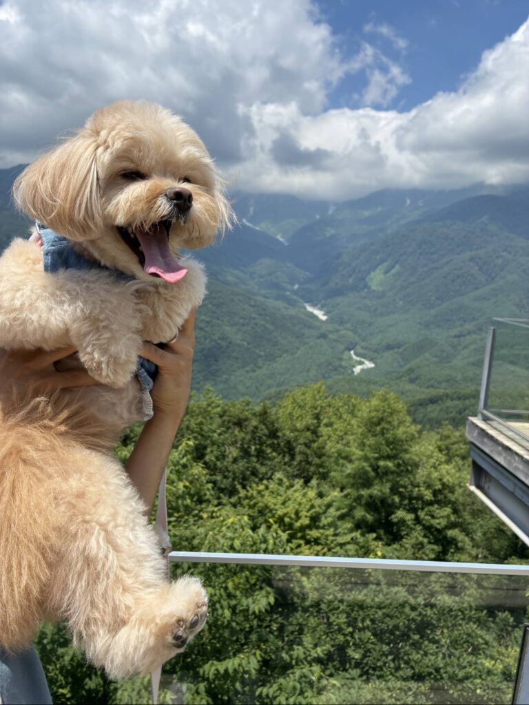 白馬岩岳マウンテンリゾート犬連れテラス