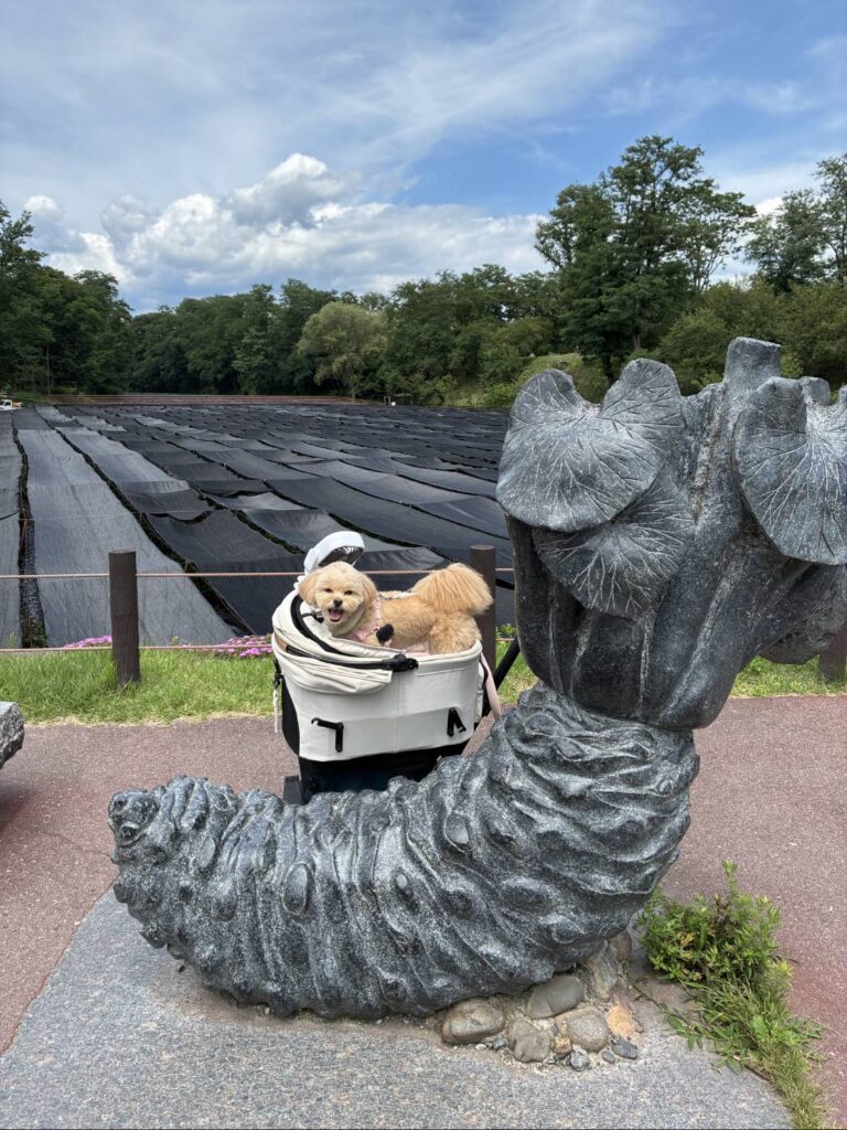 大王わさび農場犬連れ散歩