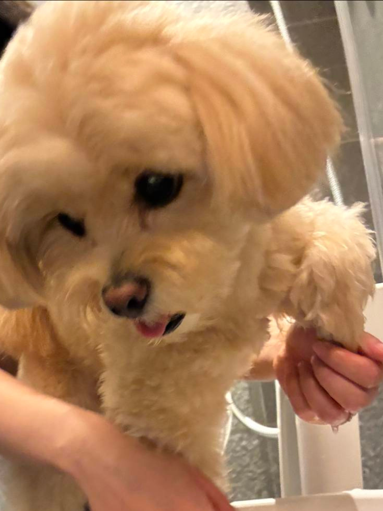 コートヤード・バイ・マリオット白馬 犬連れ