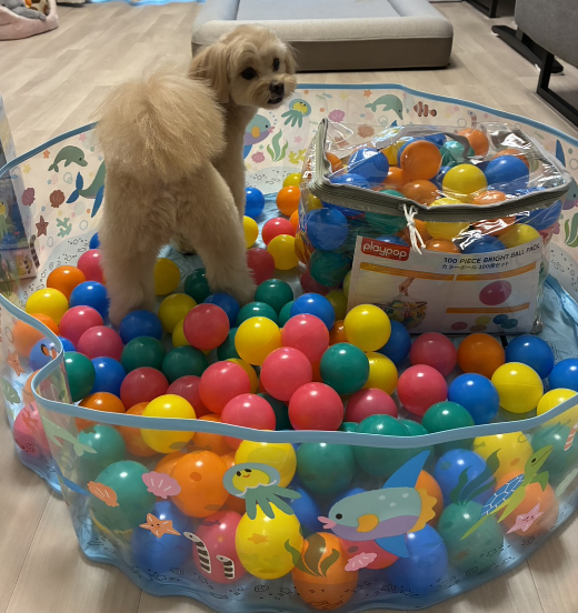 室内遊び犬用ボールプール犬怖がる