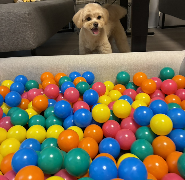 犬室内遊び犬用ボールプール慣らし方