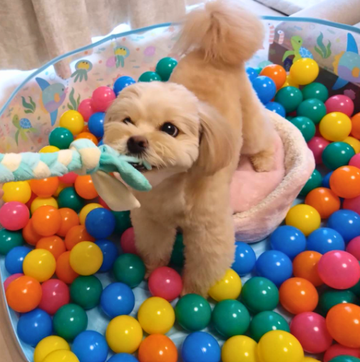 犬室内遊び犬用ボールプール慣らし方